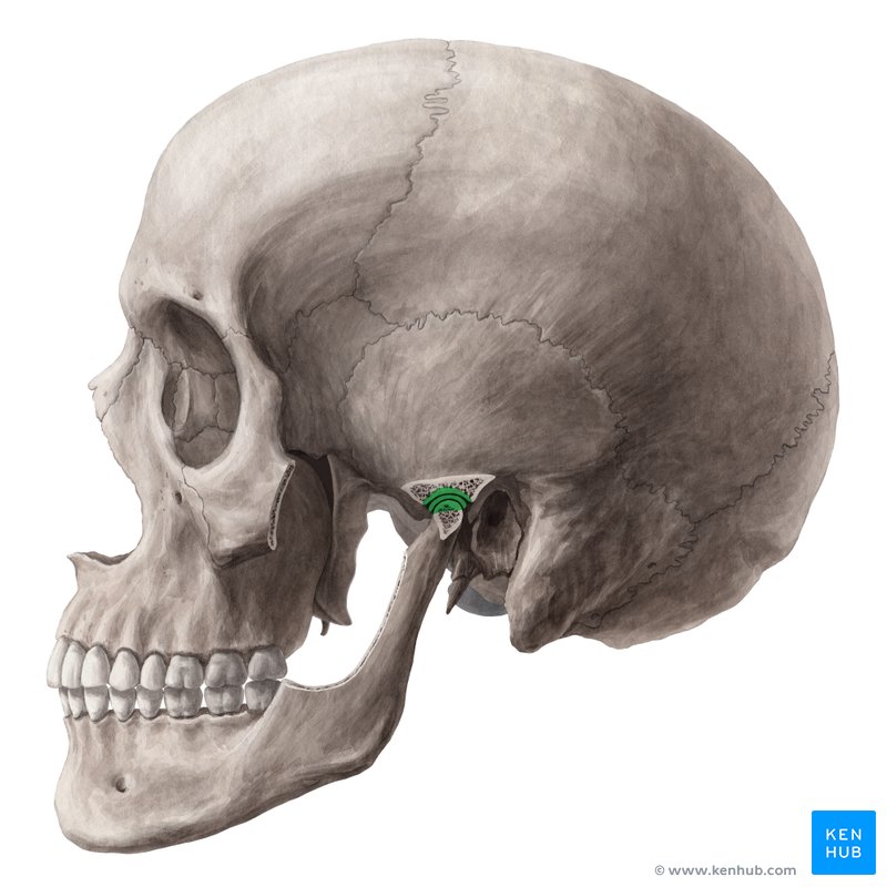 The temporomandibular joint (TMJ): Anatomy and supply | Kenhub