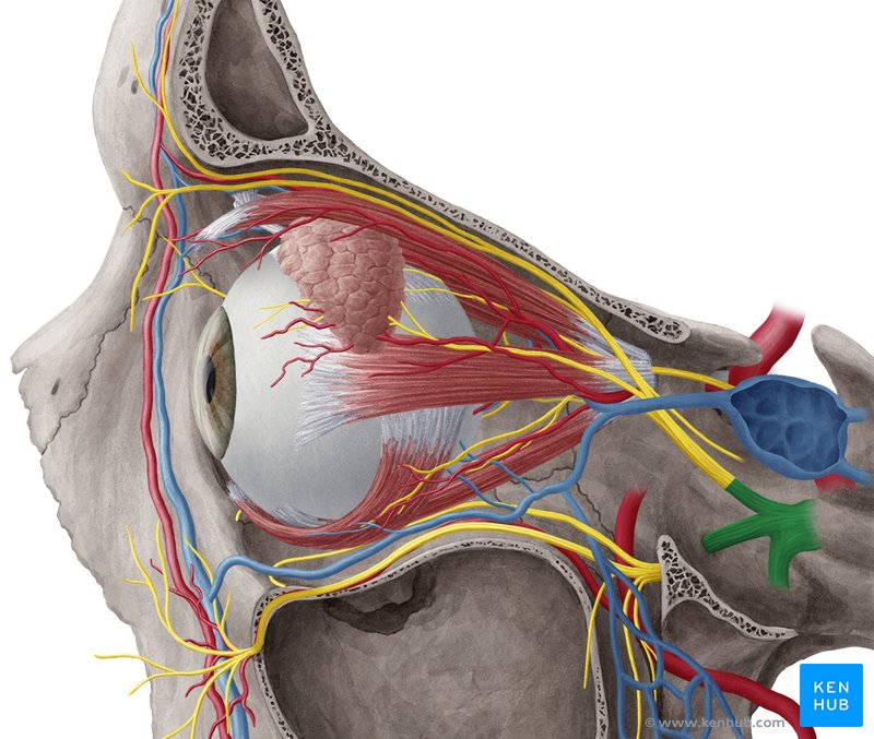Pterygopalatine ganglion: Anatomy, location and function | Kenhub