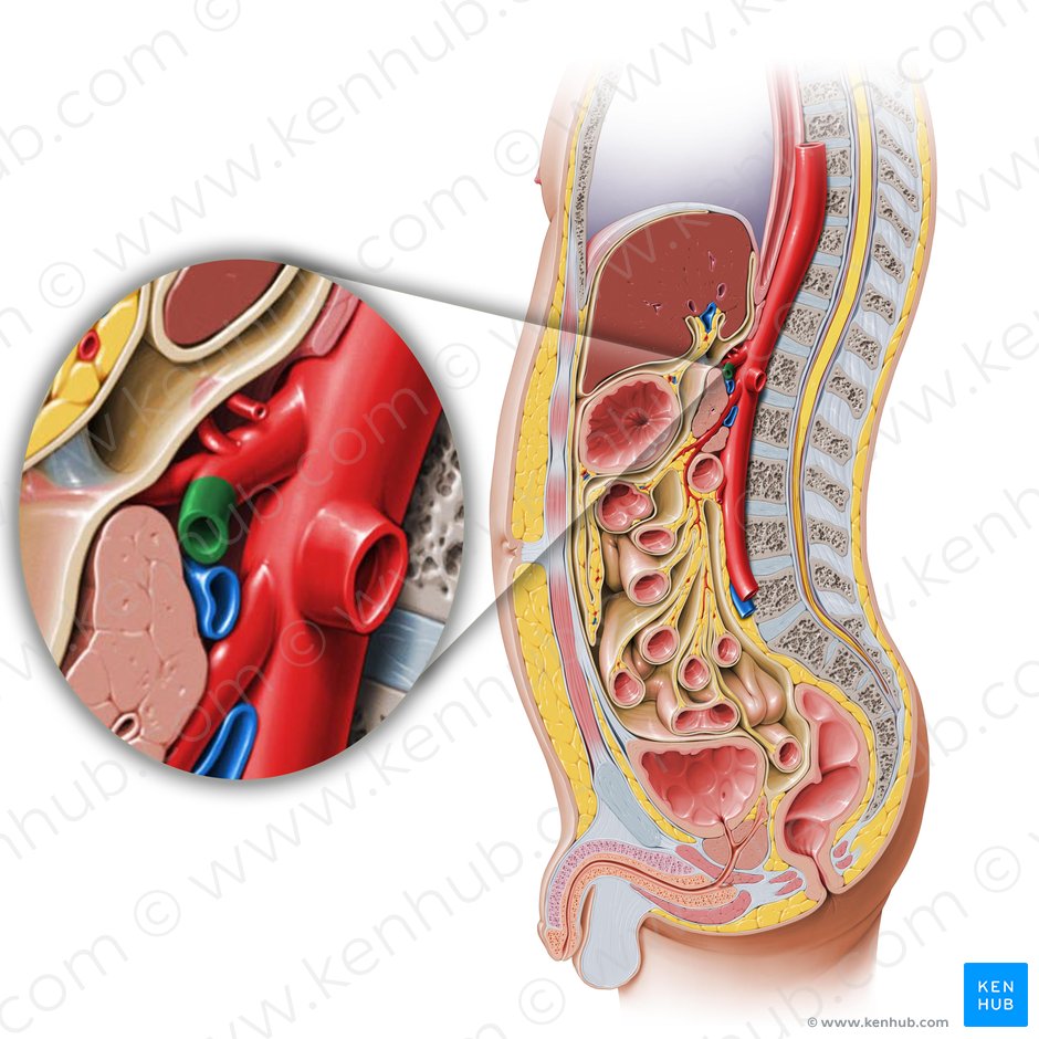 Splenic artery (Arteria splenica); Image: Paul Kim
