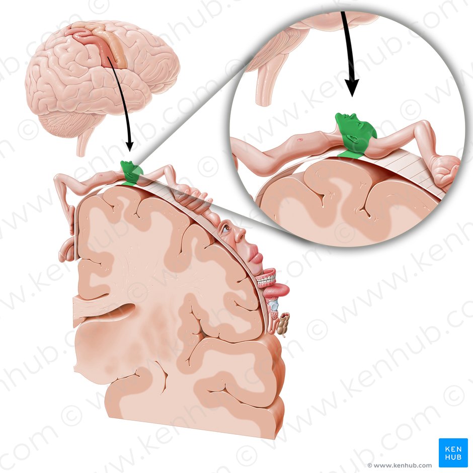 Córtex sensorial da cabeça (Cortex sensorius capitis); Imagem: Paul Kim