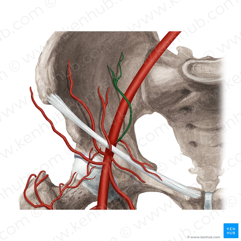 Arteria epigastrica inferior (Untere Bauchdeckenarterie); Bild: Rebecca Betts