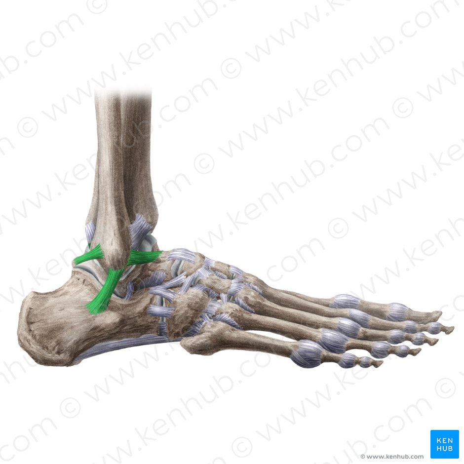 Ligamento colateral lateral de la articulación talocrural (Ligamentum collaterale laterale tali); Imagen: Liene Znotina