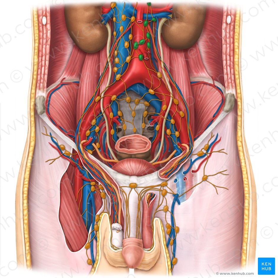 Ganglios linfáticos lumbares izquierdos (Nodi lymphoidei lumbales sinistri); Imagen: Esther Gollan