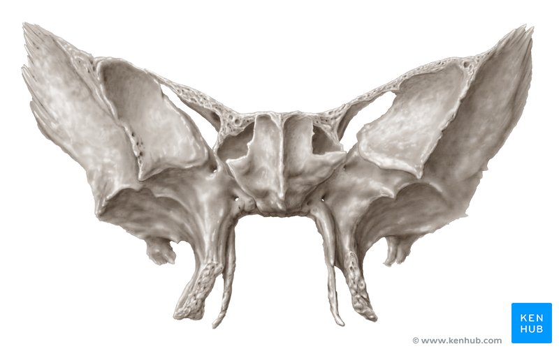 Viscerocranium: Anatomy of the facial skeleton | Kenhub