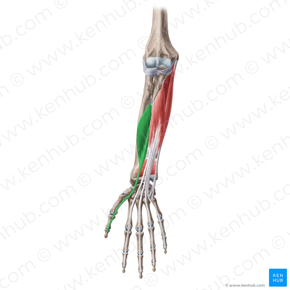 Músculo flexor largo del pulgar (Musculus flexor pollicis longus); Imagen: Yousun Koh