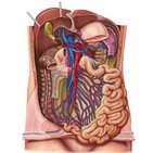 Artérias e veias do intestino delgado