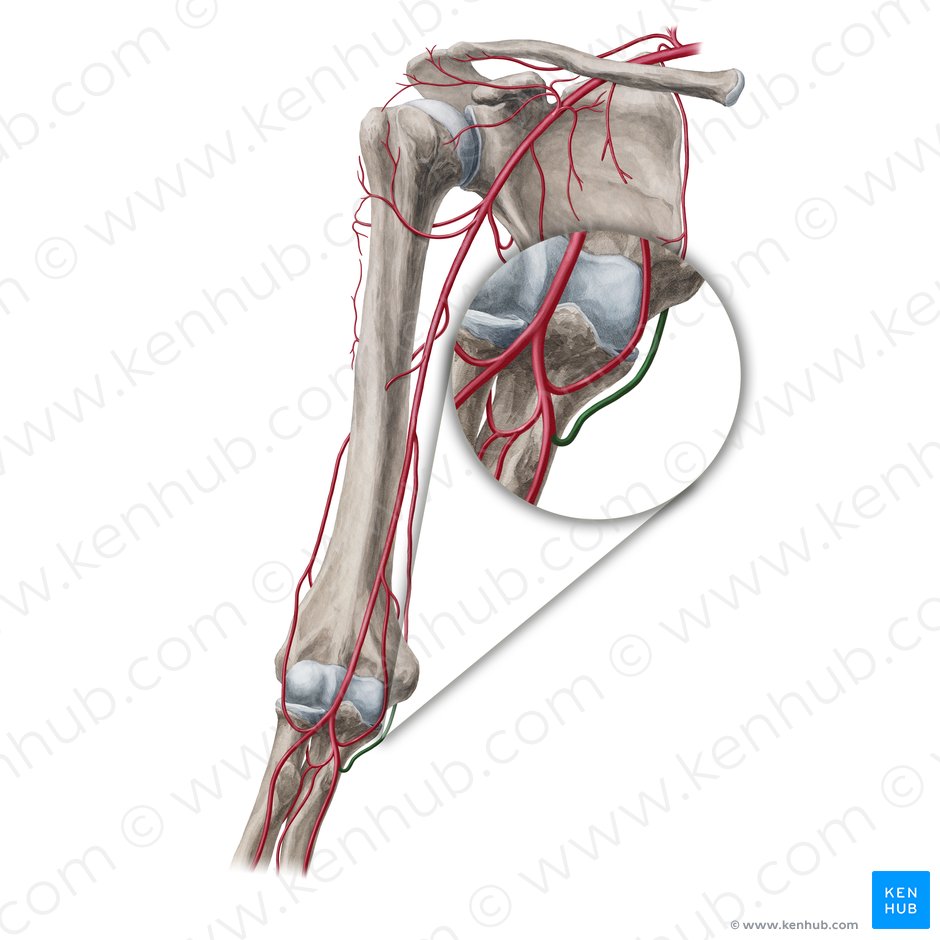 Arteria recurrens ulnaris posterior (Hintere rückläufige Ellenarterie); Bild: Yousun Koh