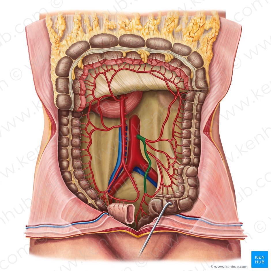 Inferior mesenteric artery (Arteria mesenterica inferior); Image: Irina Münstermann