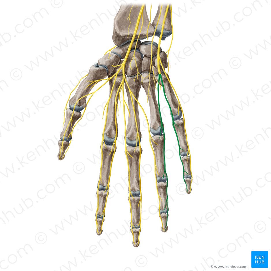 Rami digitales palmares proprii nervi ulnaris (Eigene hohlhandseitige Fingeräste des Ellennervs); Bild: Yousun Koh