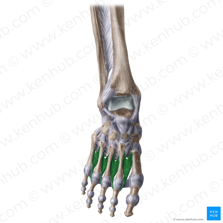 Musculi interossei dorsales pedis (Rückseitige Zwischenknochenmuskeln des Fußes); Bild: Liene Znotina