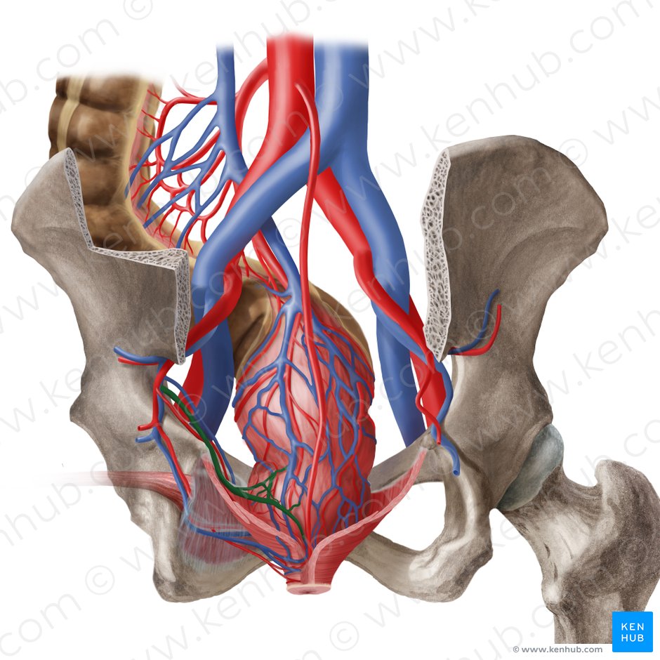 Middle anorectal veins (Venae anorectales mediae); Image: Begoña Rodriguez