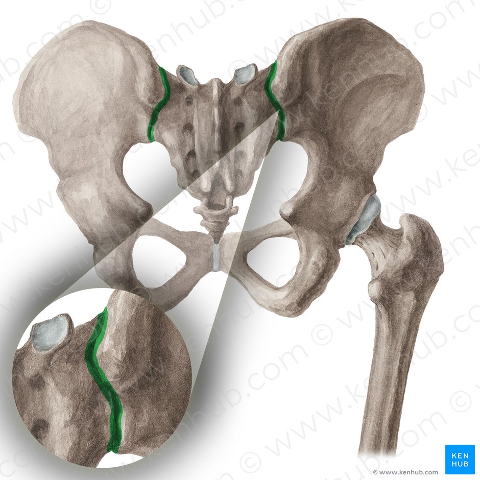 Sacroiliac joint (Articulatio sacroiliaca); Image: Liene Znotina