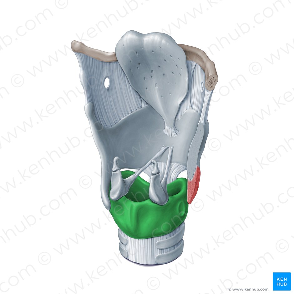 Cricoid cartilage (Cartilago cricoidea); Image: Paul Kim