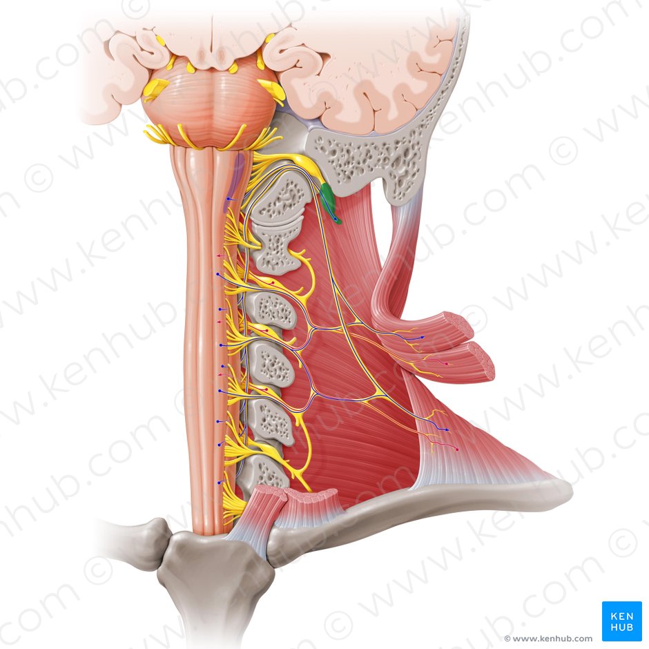 Ganglio inferior del nervio vago (Ganglion inferius nervi vagi); Imagen: Paul Kim