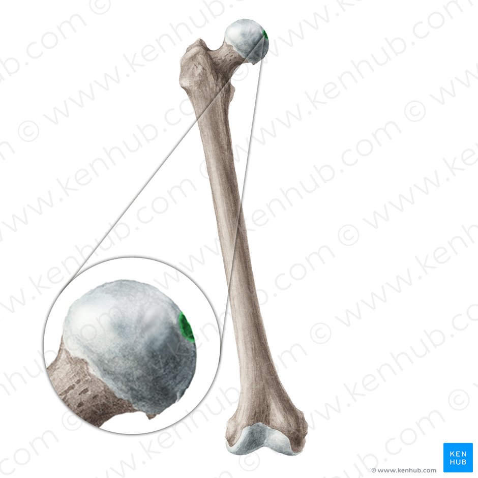 Fosita de la cabeza femoral (Fovea capitis ossis femoris); Imagen: Liene Znotina