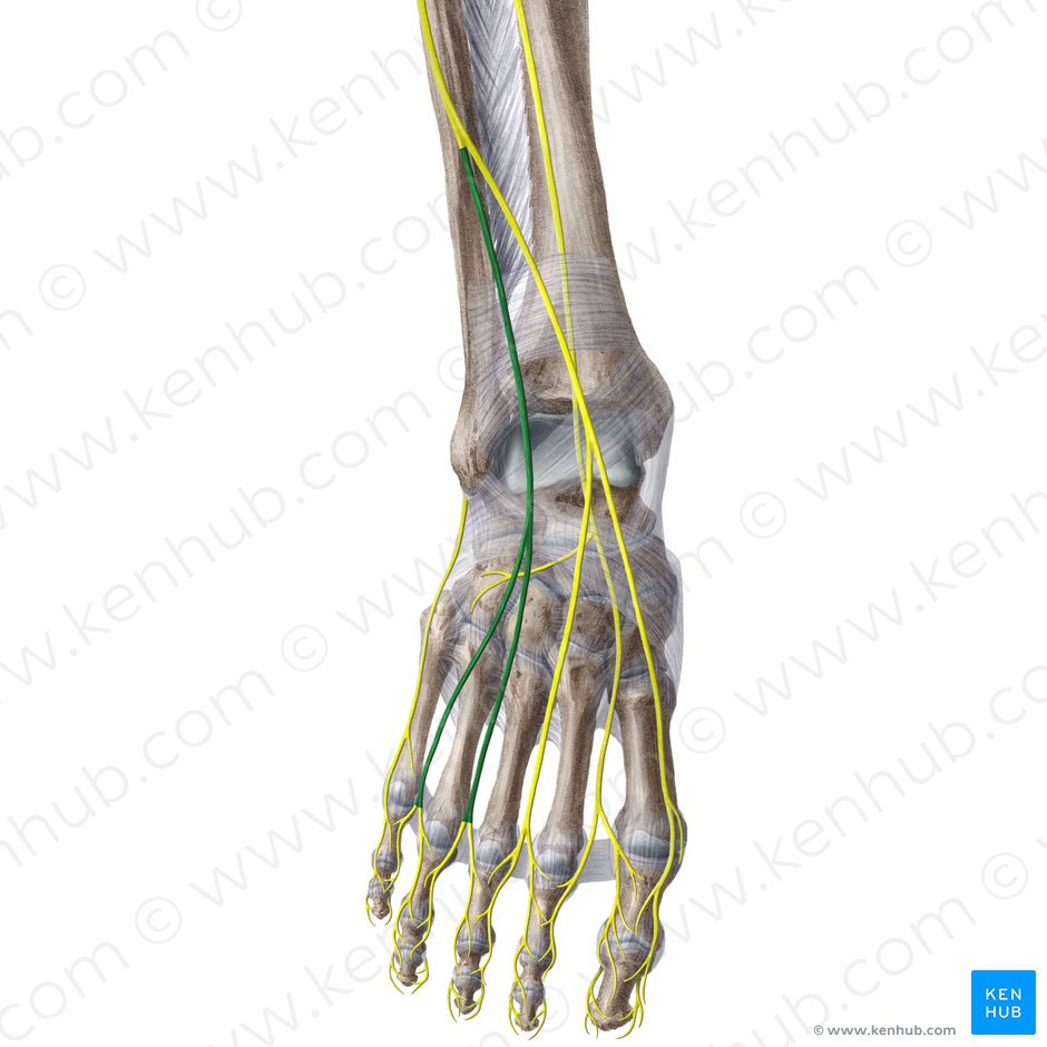 Intermediate dorsal cutaneous nerve of foot (Nervus cutaneus dorsalis intermedius pedis); Image: Liene Znotina