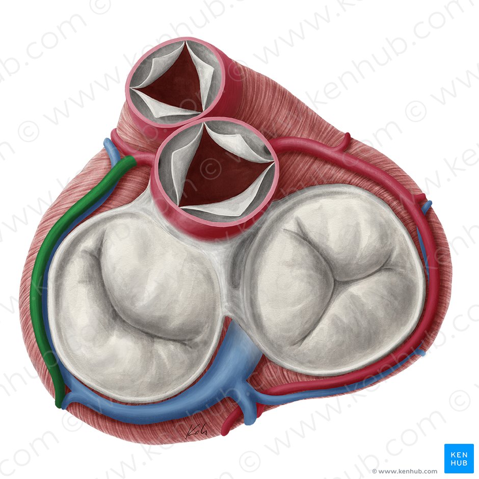 Circumflex artery of heart (Ramus circumflexus arteriae coronariae sinistrae); Image: Yousun Koh