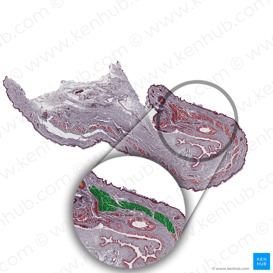 Orbicularis oculi muscle (Musculus orbicularis oculi); Image: 