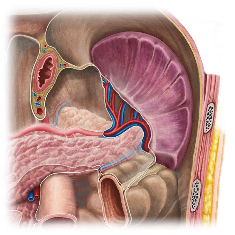 Spleen (Anatomy) - Study Guide | Kenhub