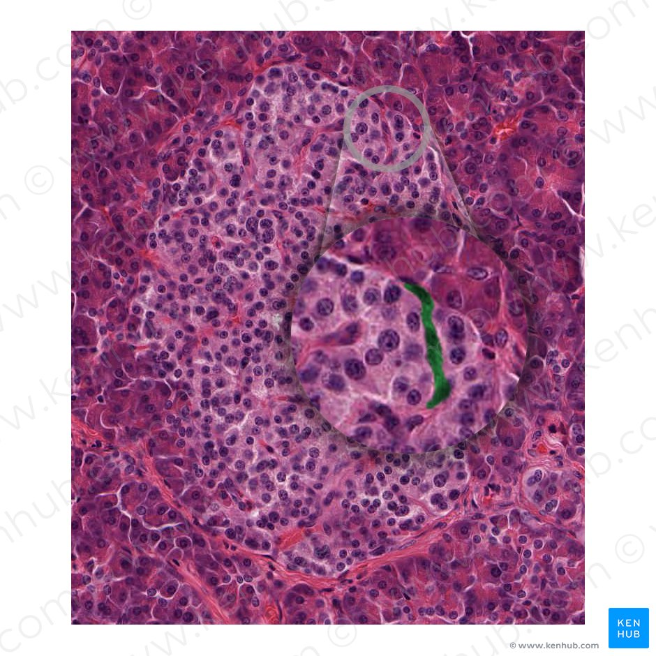 Fenestrated capillaries (Vasa capillaria fenestrata); Image: 