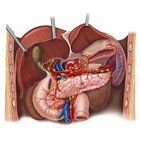 Lymphatics of the pancreas, duodenum and spleen