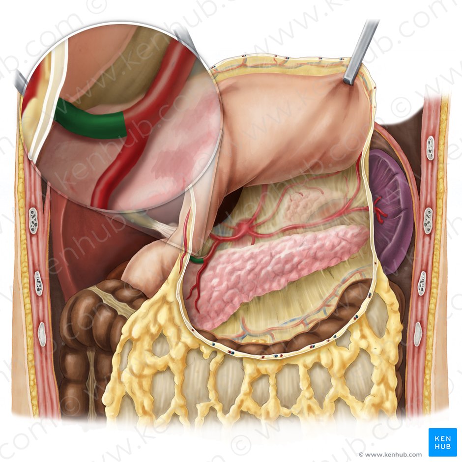 Arteria gastro-omental derecha (Arteria gastroomentalis dextra); Imagen: Esther Gollan