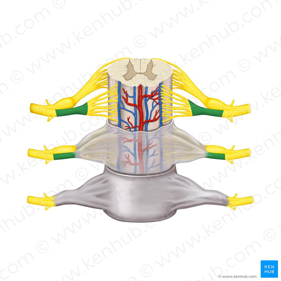 Anterior root of spinal nerve (Radix anterior nervi spinalis); Image: Rebecca Betts