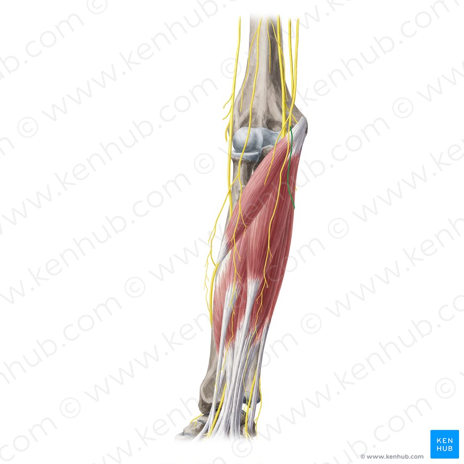 Ramo posterior do nervo cutâneo medial do antebraço (Ramus posterior nervi cutanei medialis antebrachii); Imagem: Yousun Koh