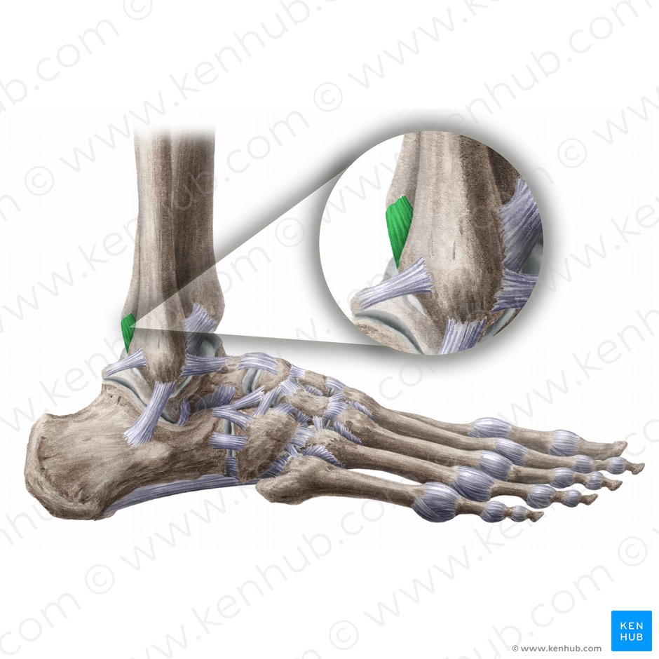 Ligamento tibiofibular posterior (Ligamentum tibiofibulare posterius); Imagem: Paul Kim