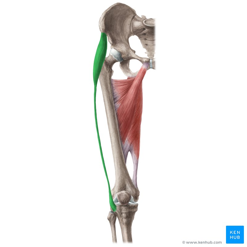 Músculo tensor de la fascia lata (Musculus tensor fasciae latae)