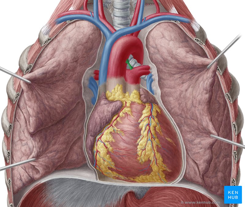 Ligamentum arteriosum,ductus arteriosus: Anatomy,function | Kenhub