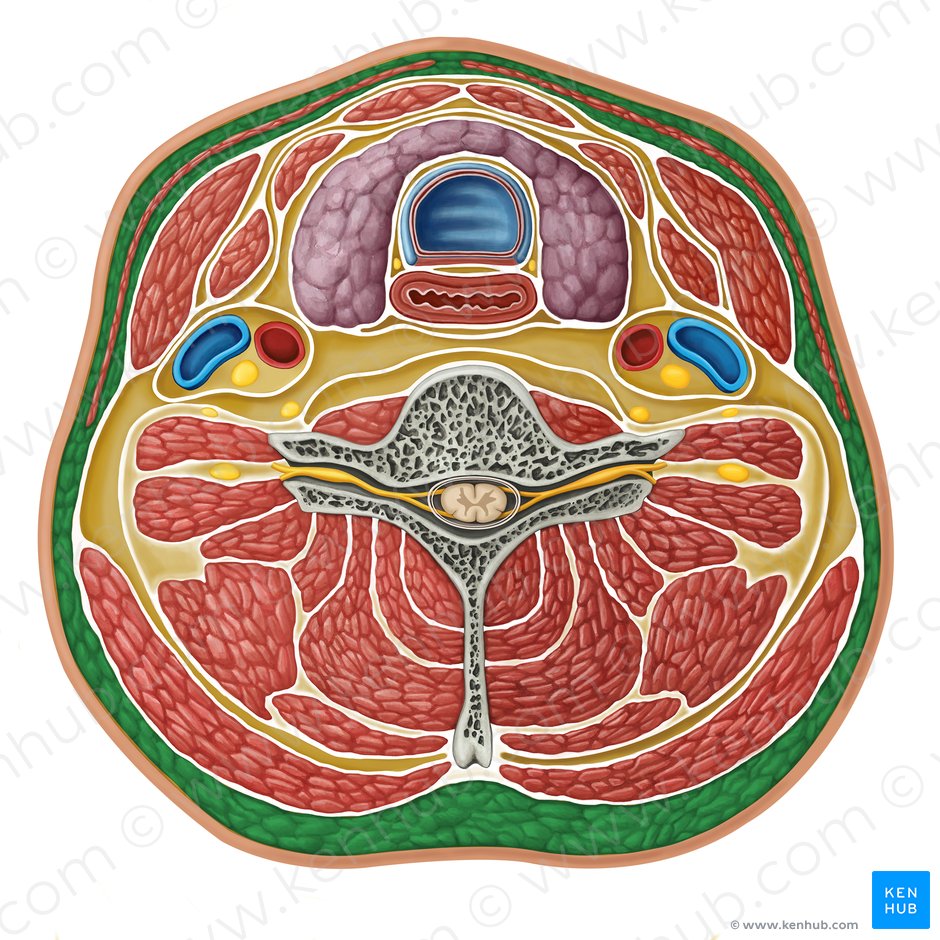 Cervical subcutaneous tissue (Tela subcutanea cervicalis); Image: Irina Münstermann