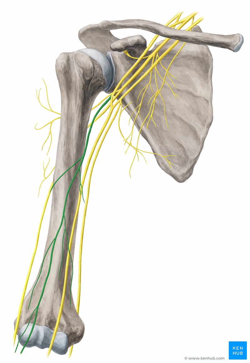 Nervo musculocutâneo (verde) - vista anterior