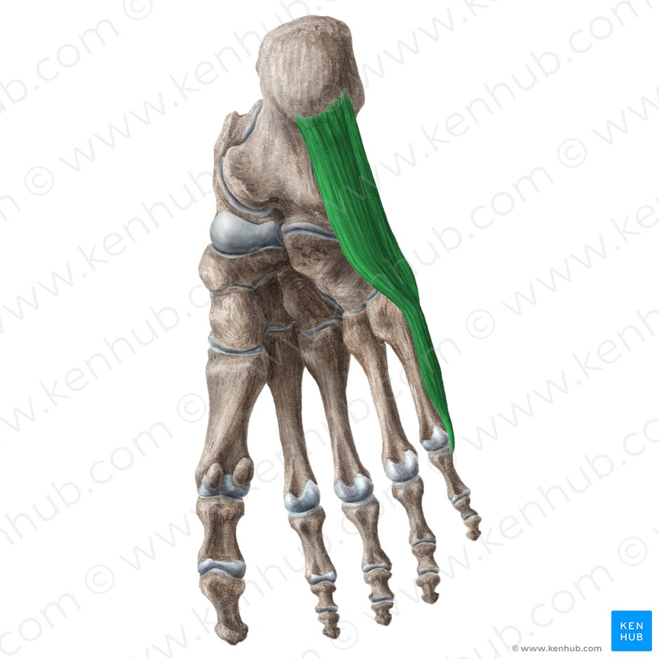 Músculo abductor del quinto dedo (Musculus abductor digiti minimi pedis); Imagen: Liene Znotina