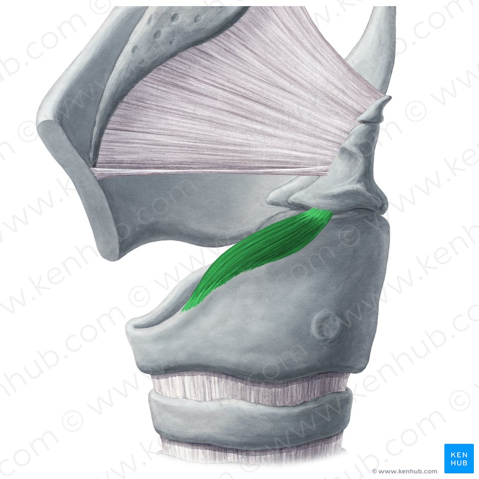 Músculo cricoaritenóideo lateral (Musculus cricoarytenoideus lateralis); Imagem: Yousun Koh