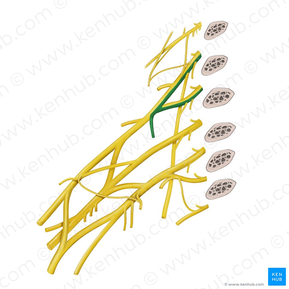 Subclavian nerve (Nervus subclavius); Image: Begoña Rodriguez