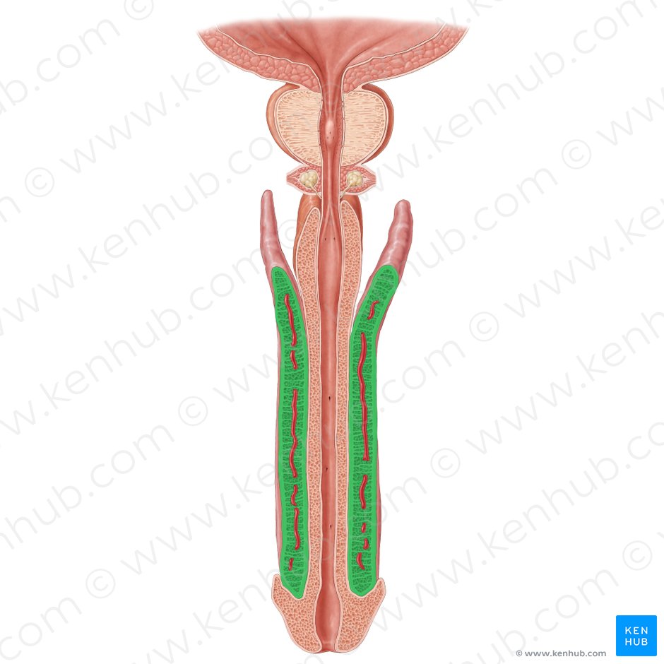 Corpus cavernosum of penis (Corpus cavernosum penis); Image: Samantha Zimmerman