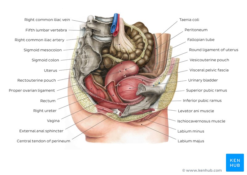 Female pelvis and perineum