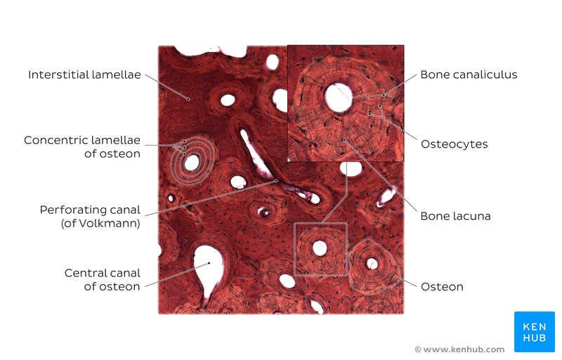 Long Bone Diagram Labeled Compact Bone - Bone Histology ...