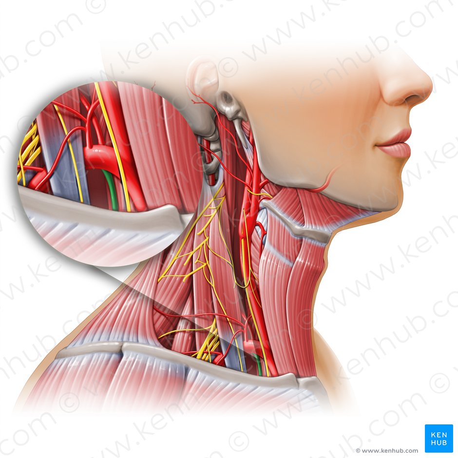Internal thoracic artery (Arteria thoracica interna); Image: Paul Kim