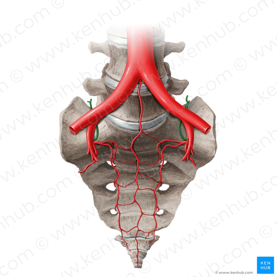 Arteria iliolumbar (Arteria iliolumbalis); Imagen: Paul Kim