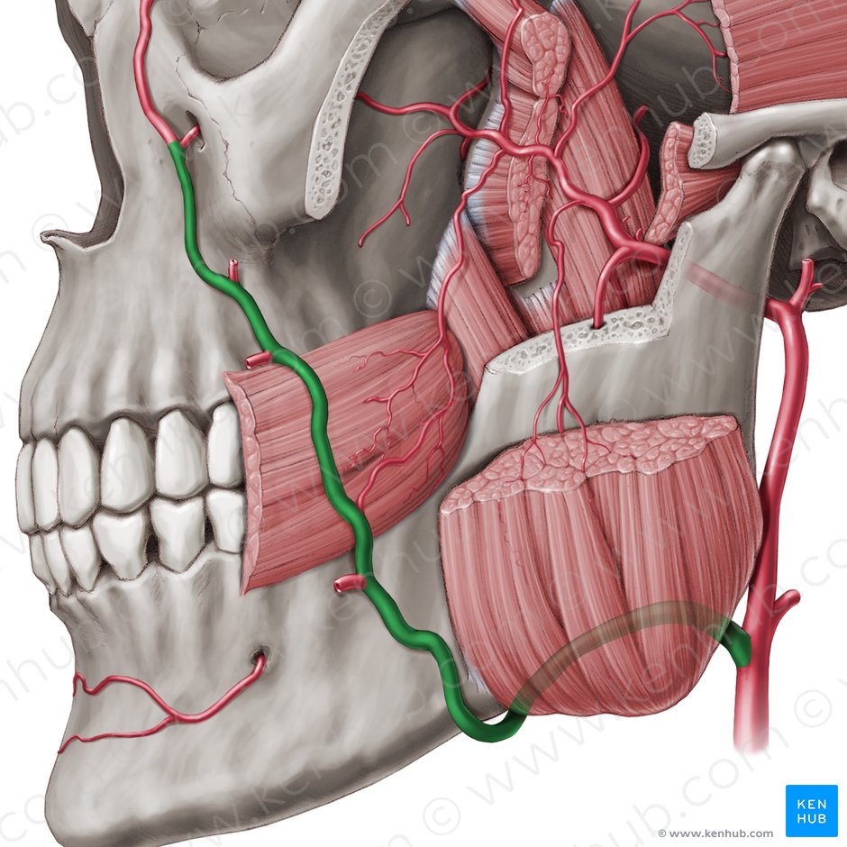 Artéria facial (Arteria facialis); Imagem: Paul Kim