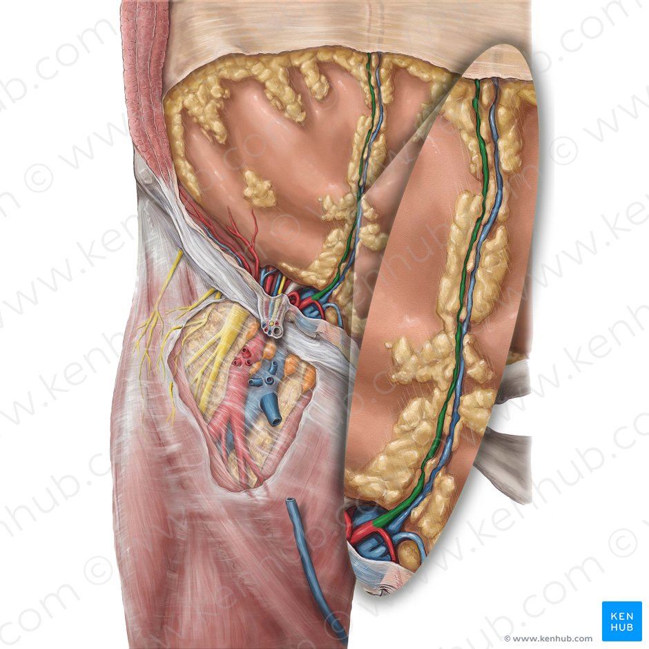 Artéria epigástrica inferior (Arteria epigastrica inferior); Imagem: Hannah Ely