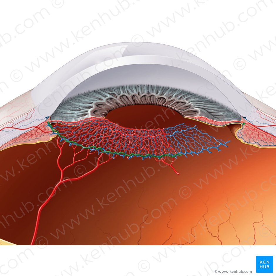 Major arterial circle of iris (Circulus arteriosus major iridis); Image: Paul Kim