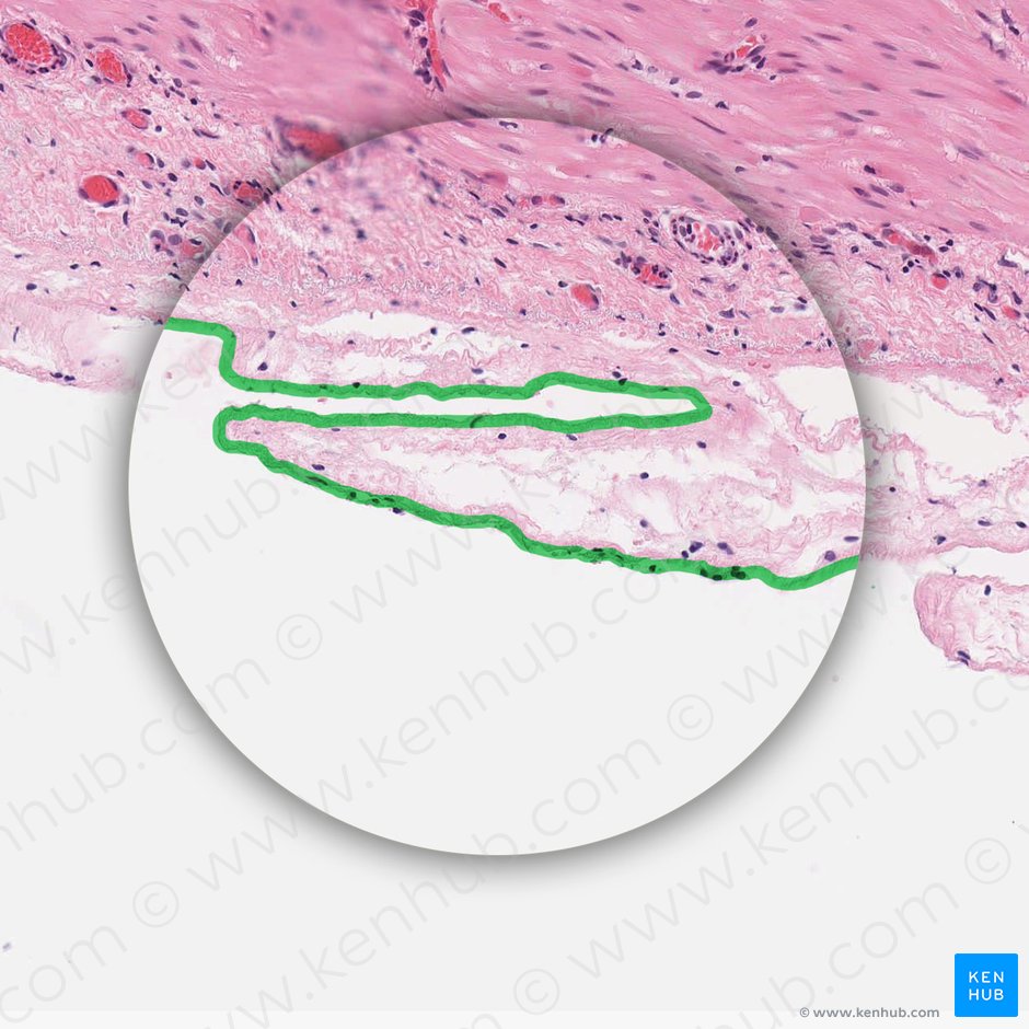 Mesotelio del peritoneo visceral (Mesothelium peritonei visceralis); Imagen: 