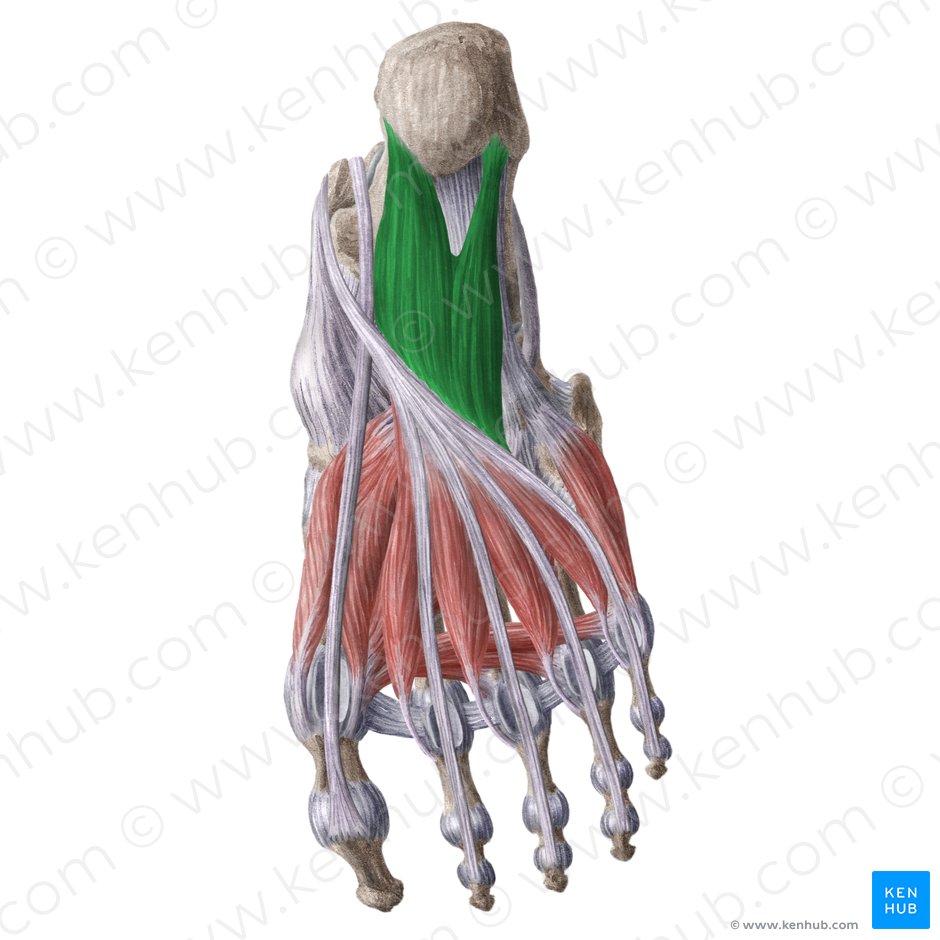 Quadratus plantae muscle (Musculus quadratus plantae); Image: Liene Znotina