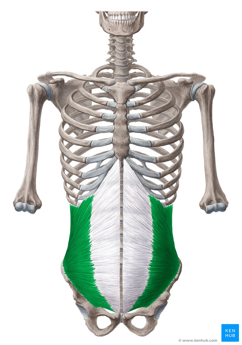 Internal abdominal oblique: Origin, insertion and action | Kenhub