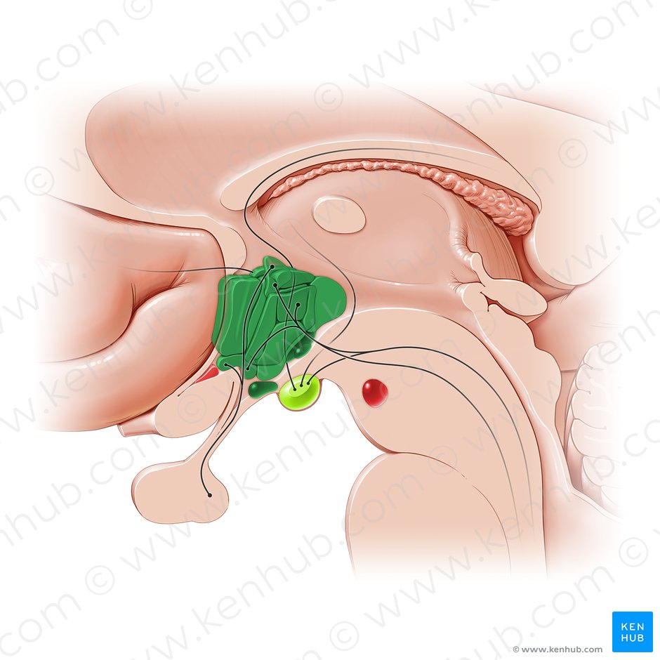 Hipotálamo (Hypothalamus); Imagem: Paul Kim