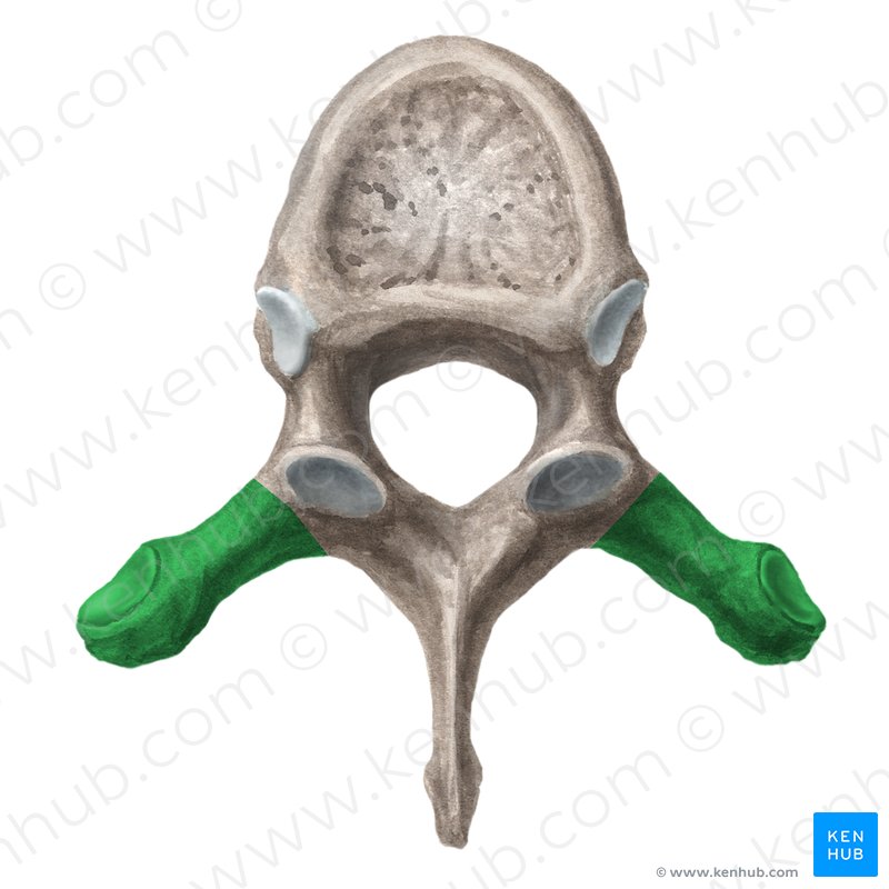 Lumbar vertebrae: Anatomy and clinical aspects | Kenhub
