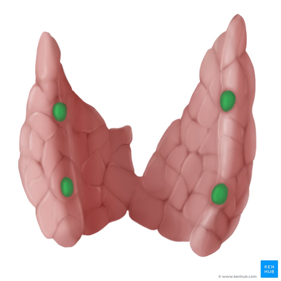 Organs of the endocrine system: Anatomy and functions | Kenhub